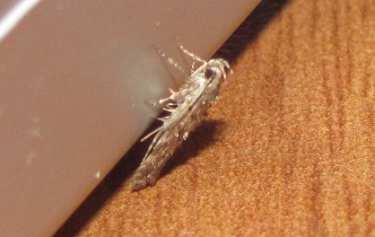 Gelechiidae